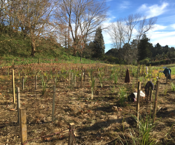 Planted and staked 1. Cambridge Tree Trust